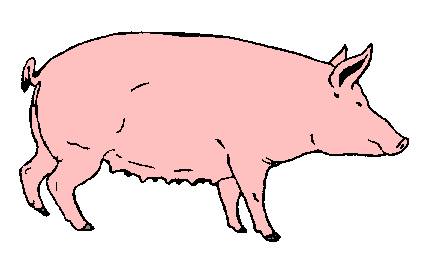 Pig4.jpg